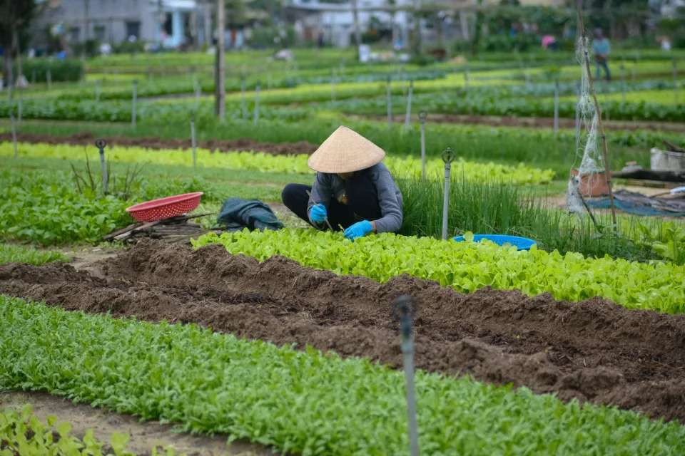 Vườn rau của Hải Sản Nhựt Hoàng